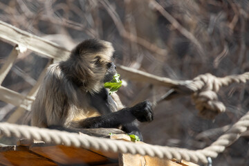 Black-handed spider monkey sitting in a tree