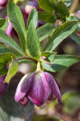 Obraz premium Lenten Rose, flower close-up