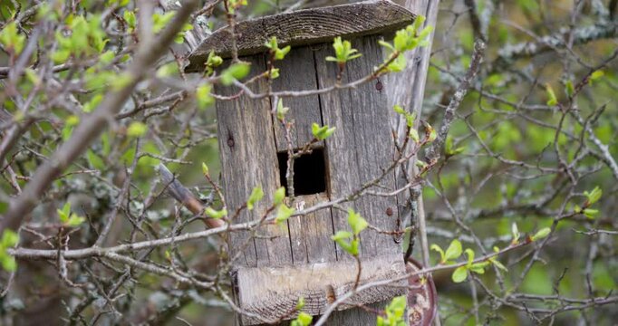 A starling brings food in its beak to its chicks in an old birdhouse