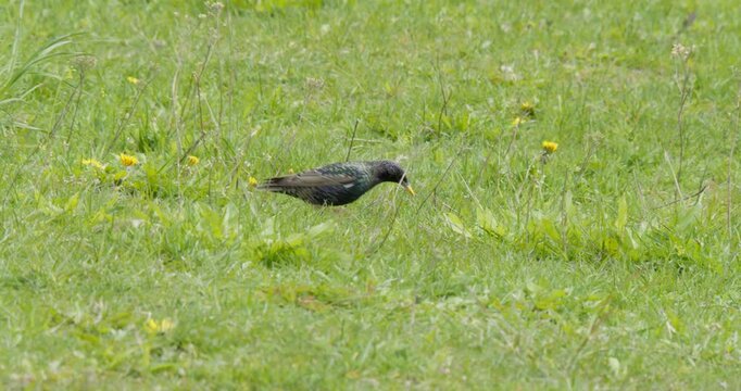 The starling is looking for food in the grass in the clearing