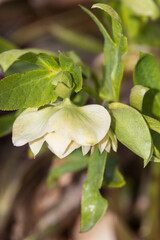 Lenten Rose, flower close-up