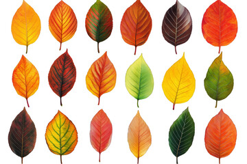Obraz premium Isolated Leaves in Autumn Colors Transparent Background Photo