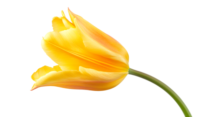 A single yellow tulip flower isolated on white background 