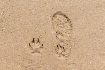 Dog paw prints by shoe print on the beach