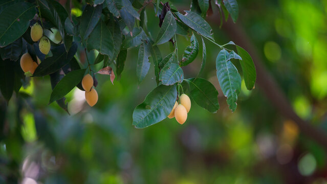 Mayongchid Maprang Marian Plum and Plum Mango thailand