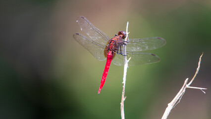 Red dragonfly resting on a twig in the grass in summer
