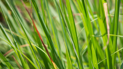 Close up of green grass in the field with selective focus and blurred background
