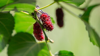 Mulberry is a genus of deciduous trees in the mulberry family.