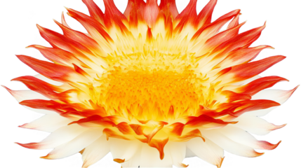 Isolated Photo of a Vibrant Orange and White Flower with a Transparent Background