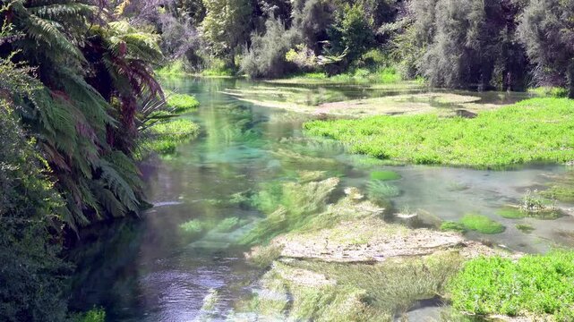 Plants Drifting in the Blue Spring - Te Waihou Walkway Scenic Nature
