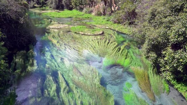 Plants Drifting in the Blue Spring - Te Waihou Walkway Scenic Nature
