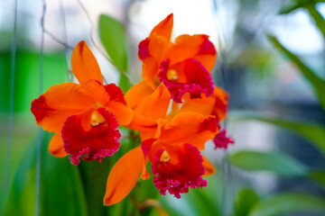 Bright orange red orchids bloom elegantly in a vibrant floral arrangement at a lively marketplace, showcasing intricate petals