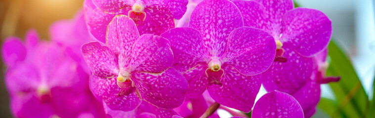 Blooming beautiful orchid flowers in exotic tropical greenhouse, nature and gardening, banner view © aapsky