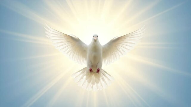 White Dove in Flight Against Radiant Sunlight