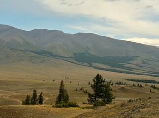 Lonely standing cedars and pines on the slope of a gentle hill overlooking a picturesque autumn...