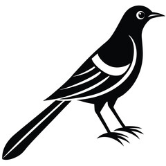 Blackbird Silhouette on Transparent Background, Isolated Bird