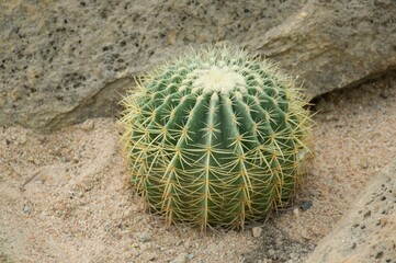 close up of a cactus in the garden