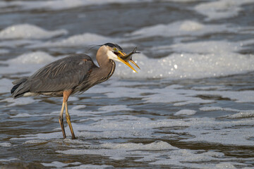 Great blue heron fishing in the foamy waves of a lake.