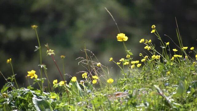 This footage highlights Ranunculus acris, a common buttercup found in meadows and temperate regions of Eurasia, showcasing its vibrant yellow flowers.
