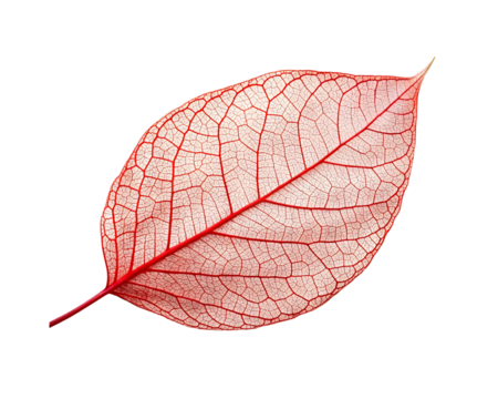 red Leaf Skeleton on a transparent background