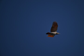 Northern Flicker in flight, sky, Blue