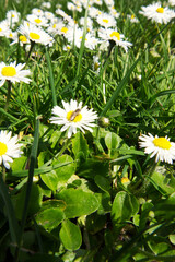 Daisy (Bellis perennis) © Conrmiller