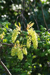 Bigleaf Maple (Acer macrophyllum)
