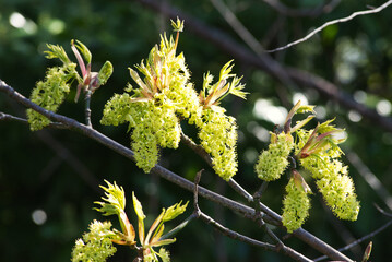 Bigleaf Maple (Acer macrophyllum)
