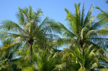 Fototapeta premium palm leaves on the blue sky