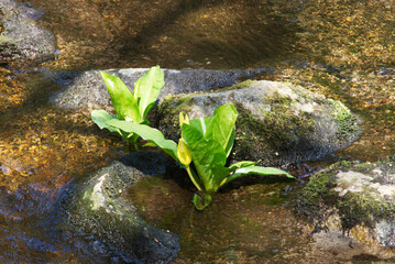 Western skunk cabbage, yellow skunk cabbage, American skunk-cabbage or swamp lantern (Lysichiton americanus)