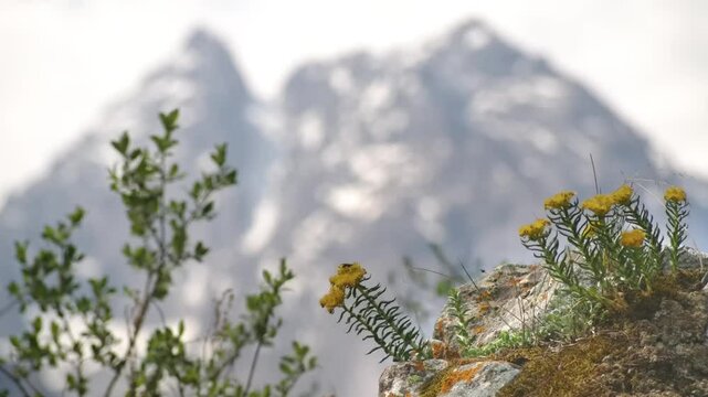 Footage captures Rhodiola rosea flowers swaying gently with the wind, set against the backdrop of rugged mountains, showcasing the beauty of alpine flora.