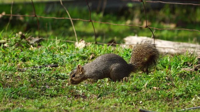 Watch this adorable fox squirrel as it actively forages and nibbles on food on a lush green grassy forest floor, all bathed in the bright golden light of morning.