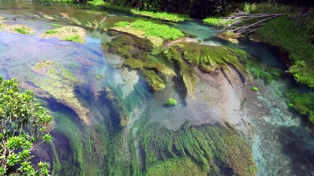 Plants Drifting in the Blue Spring - Te Waihou Walkway Scenic Nature
