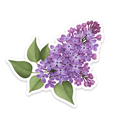 Purple lilac sprig sticker with green leaves – botanical spring blossom in vector style on transparent background