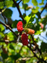 red berries on a branch