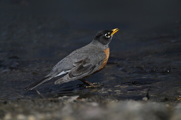 American Robin on the ground, The way of drinking water