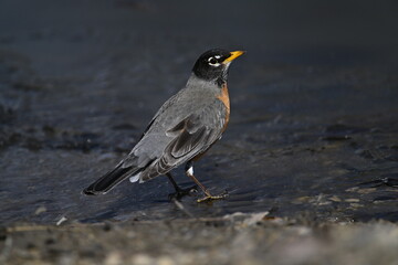 Fototapeta premium American Robin on the ground, The way of drinking water