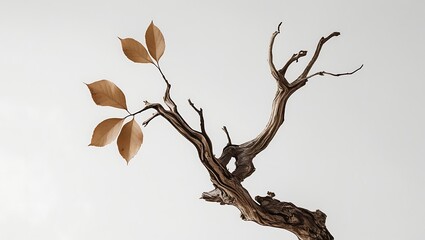 Dried Branch with Autumn Leaves Against White Sky.