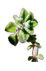 A detailed close-up of green leaves with soft, fuzzy textures and serrated edges attached to a velvety stem. The vibrant foliage stands out against a clean white background, highlighting botanical ele