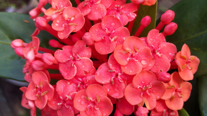 Obraz premium Close-Up of red Saraca asoca flowers