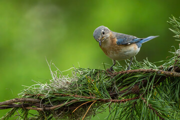 A female bluebird perched on a tree branch