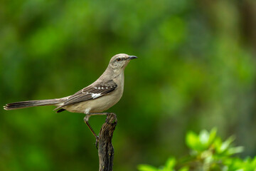 A Northern mockingbird perched on a tree branch