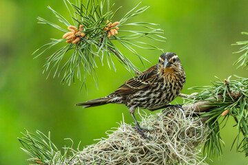 A female red-winged blackbird perched on a tree branch