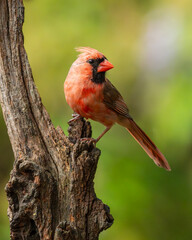 A male cardinal perched on a tree branch
