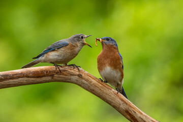A bluebird perched on a tree branch