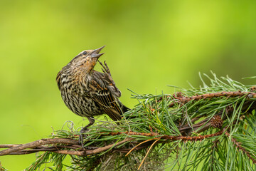 A female red-winged blackbird perched on a tree branch