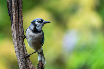 A blue jay perched on a tree branch