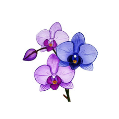 Fototapeta premium Elegant purple and blue floral flower orchids with intricate petals and vibrant colors