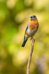 A bluebird perched on a tree branch
