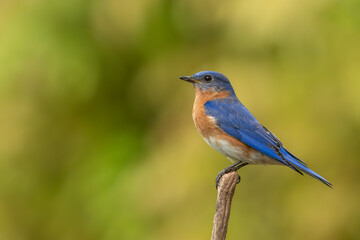 A bluebird perched on a tree branch